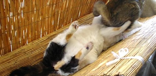 Как Засолить Кота Делать Тебе Куни