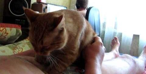 Кошка Делает Куни Хозяйке